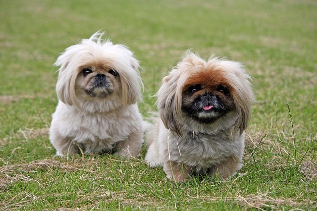 วิธีการเลือกซื้อสุนัขพันธุ์  ปักกิ่ง (Pekingese)