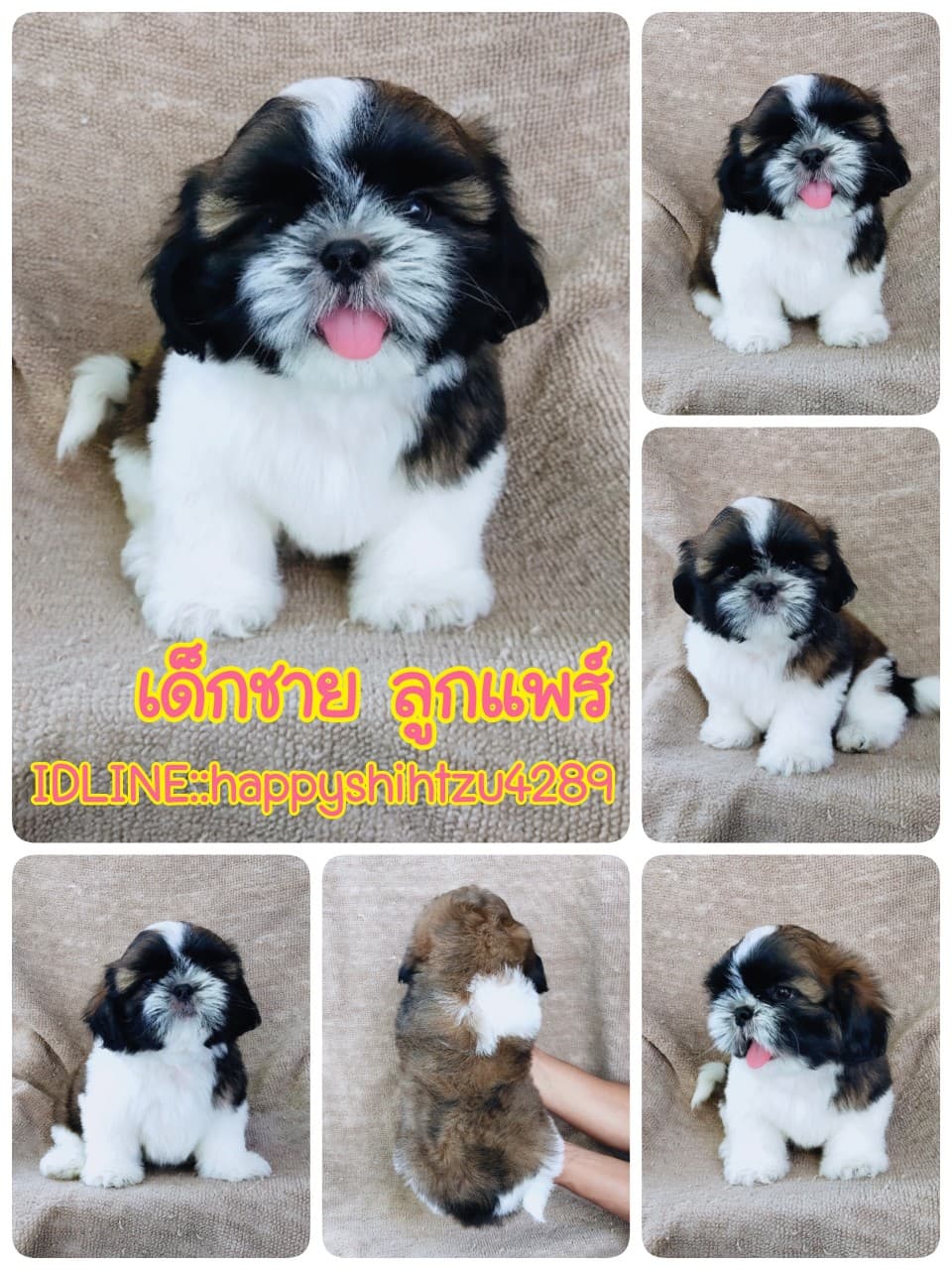 ชิสุแท้5000.-เก็บปลายทาง มีปะกันสุขภาพ เทสลำไส้ก่อนส่งline::happyshihtzu4289