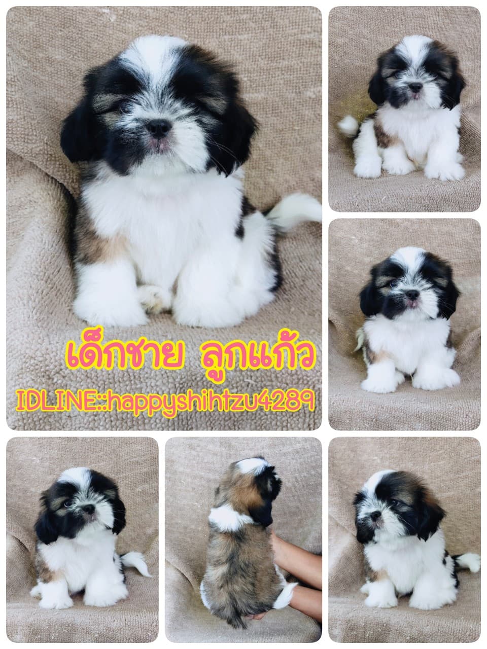 ชิสุแท้5000.-เก็บปลายทาง มีปะกันสุขภาพ เทสลำไส้ก่อนส่งline::happyshihtzu4289