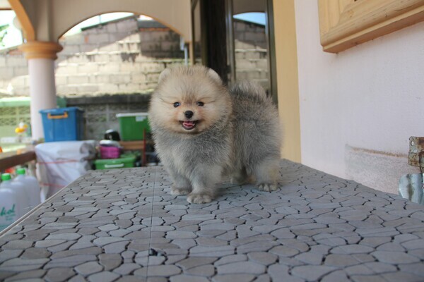 น้องปอมหน้าหมี เพศผู้