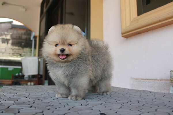 น้องปอมหน้าหมี เพศผู้