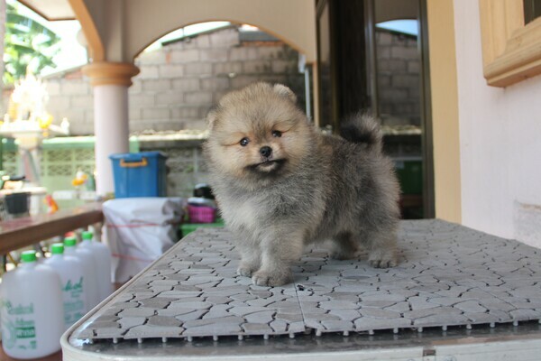 น้องปอมหน้าหมี เพศผู้
