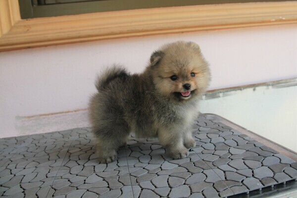 น้องปอมหน้าหมี เพศผู้
