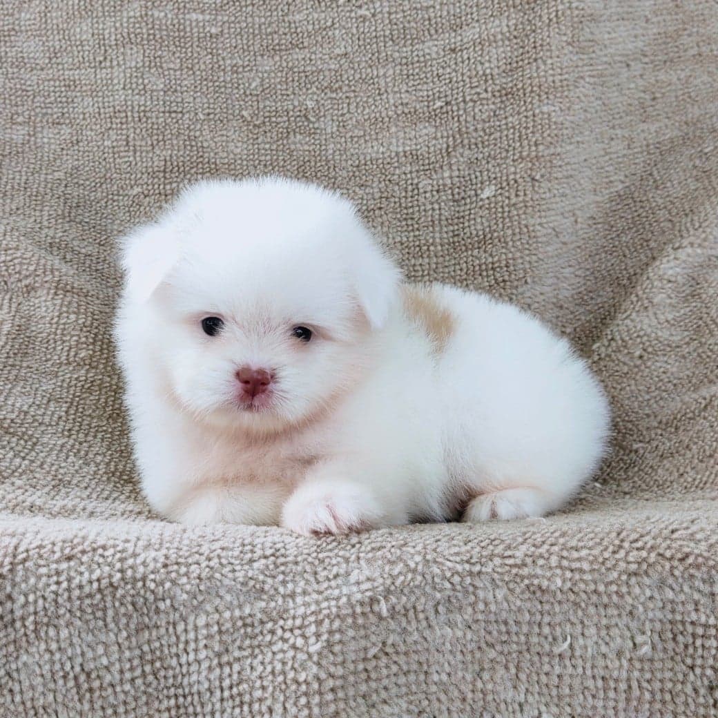 ชิสุผสมปอมจมูกตับตาสีเทา4500.- เก็บปลายทาง มีปะกันสุขภาพline::happyshihtzu4289
