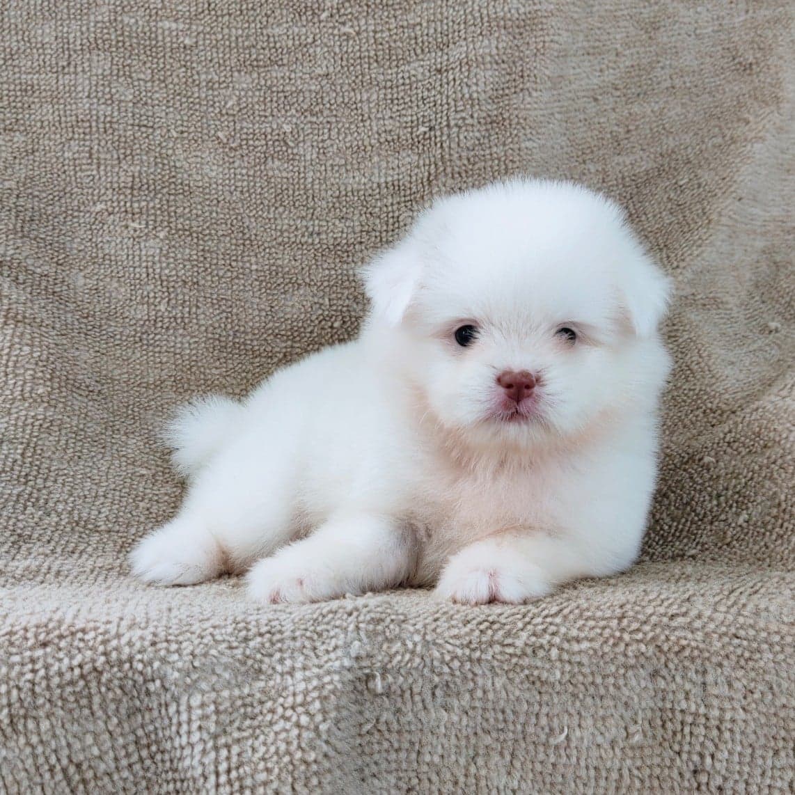 ชิสุผสมปอมจมูกตับตาสีเทา4500.- เก็บปลายทาง มีปะกันสุขภาพline::happyshihtzu4289