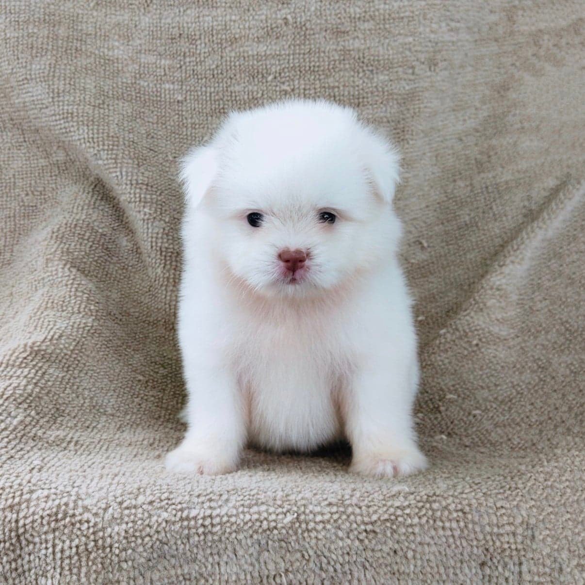 ชิสุผสมปอมจมูกตับตาสีเทา4500.- เก็บปลายทาง มีปะกันสุขภาพline::happyshihtzu4289