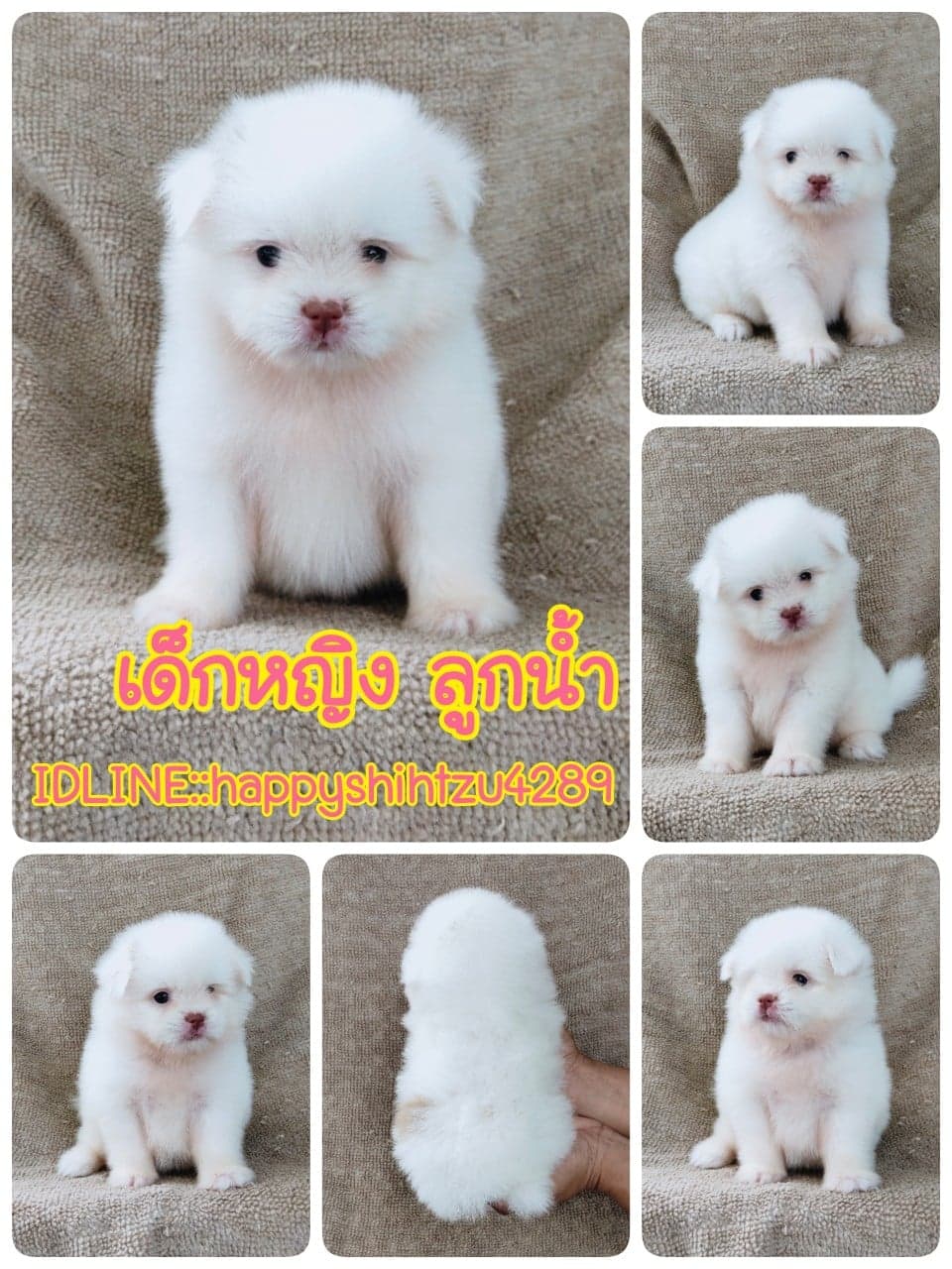 ชิสุผสมปอมจมูกตับตาสีเทา4500.- เก็บปลายทาง มีปะกันสุขภาพline::happyshihtzu4289