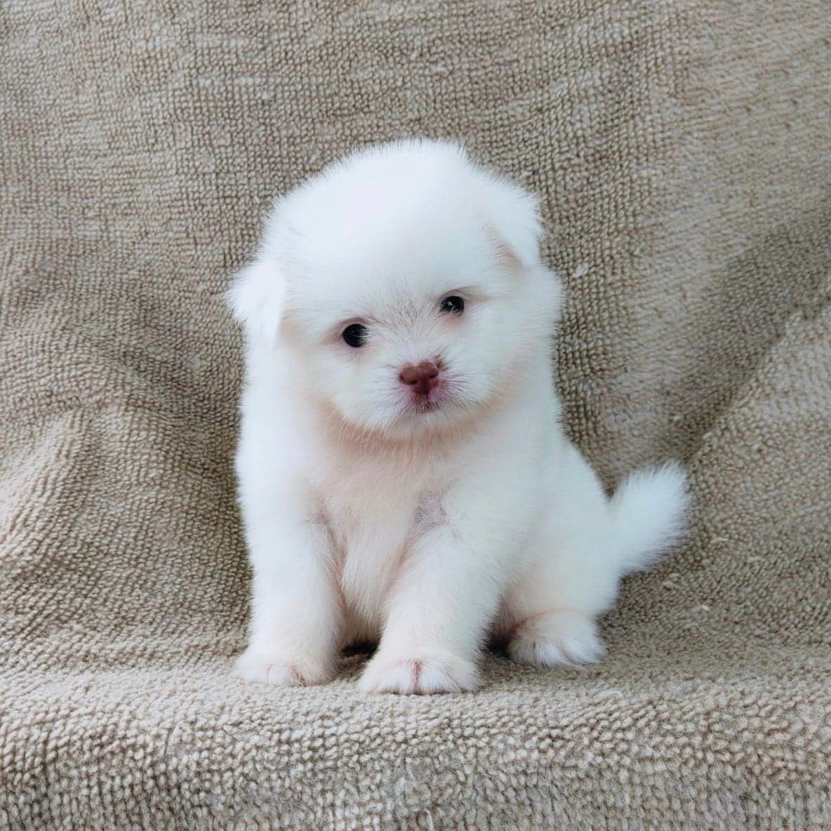 ชิสุผสมปอมจมูกตับตาสีเทา4500.- เก็บปลายทาง มีปะกันสุขภาพline::happyshihtzu4289