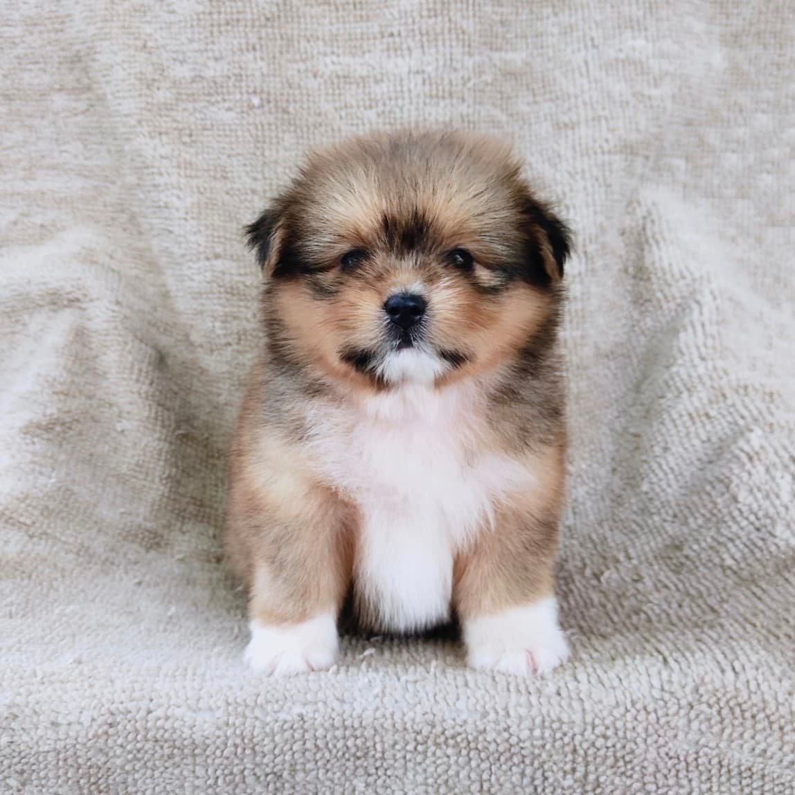 ชิสุผสมปอม4500.- เก็บปลายทาง มีปะกันสุขภาพline::happyshihtzu4289