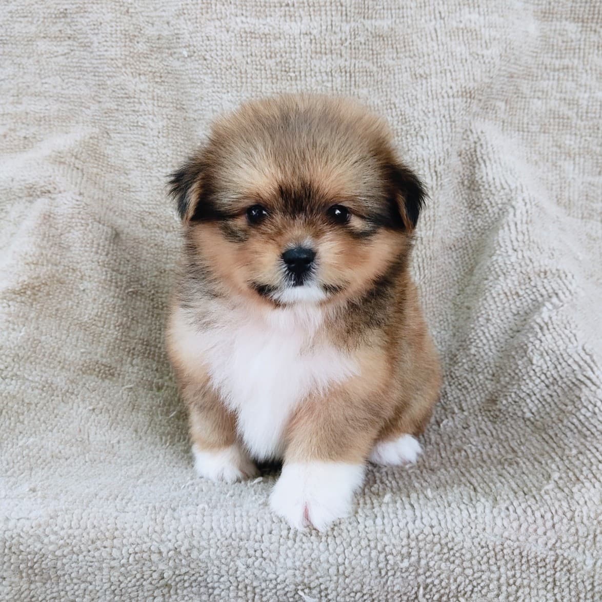 ชิสุผสมปอม4500.- เก็บปลายทาง มีปะกันสุขภาพline::happyshihtzu4289
