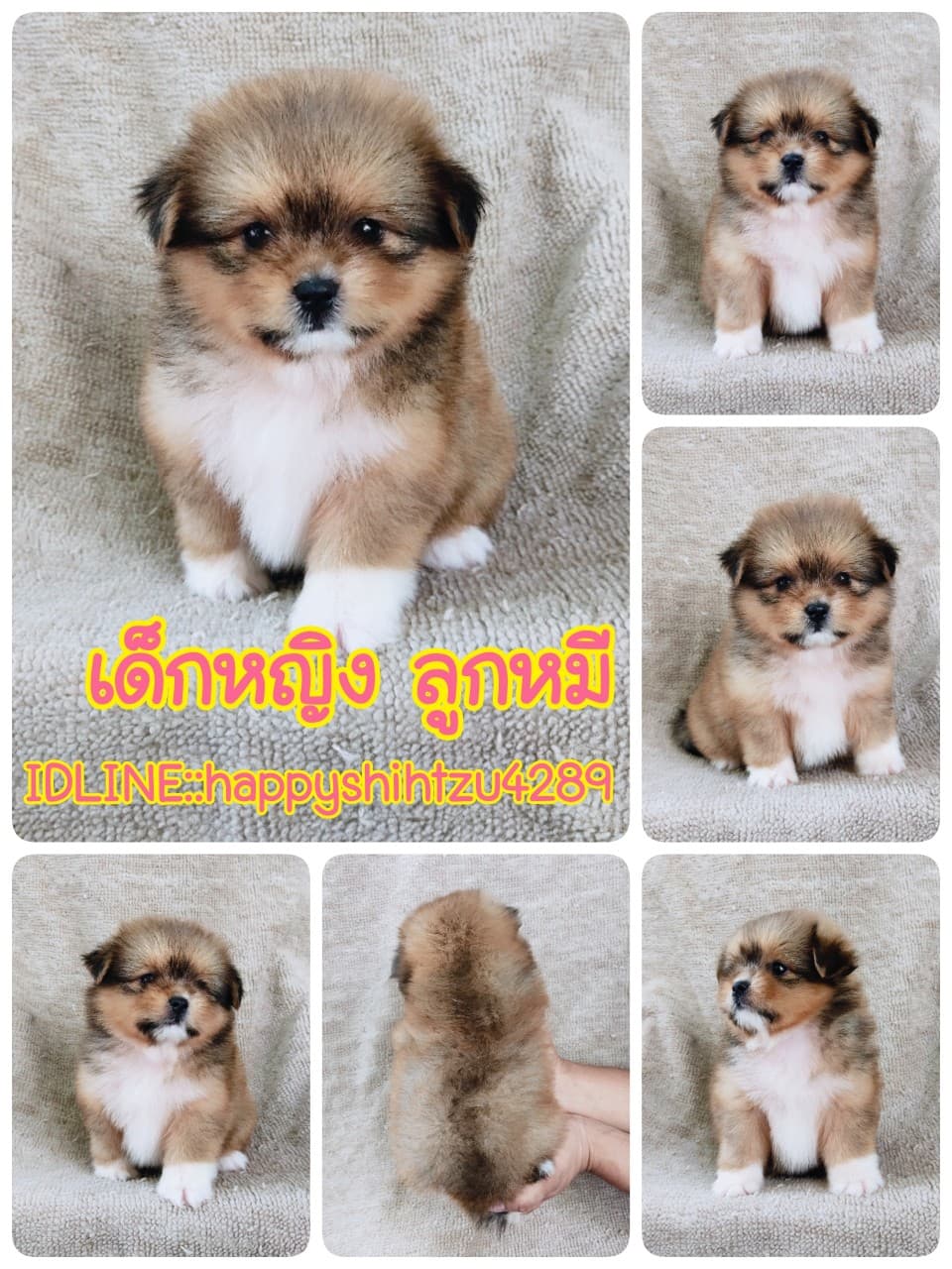 ชิสุผสมปอม4500.- เก็บปลายทาง มีปะกันสุขภาพline::happyshihtzu4289