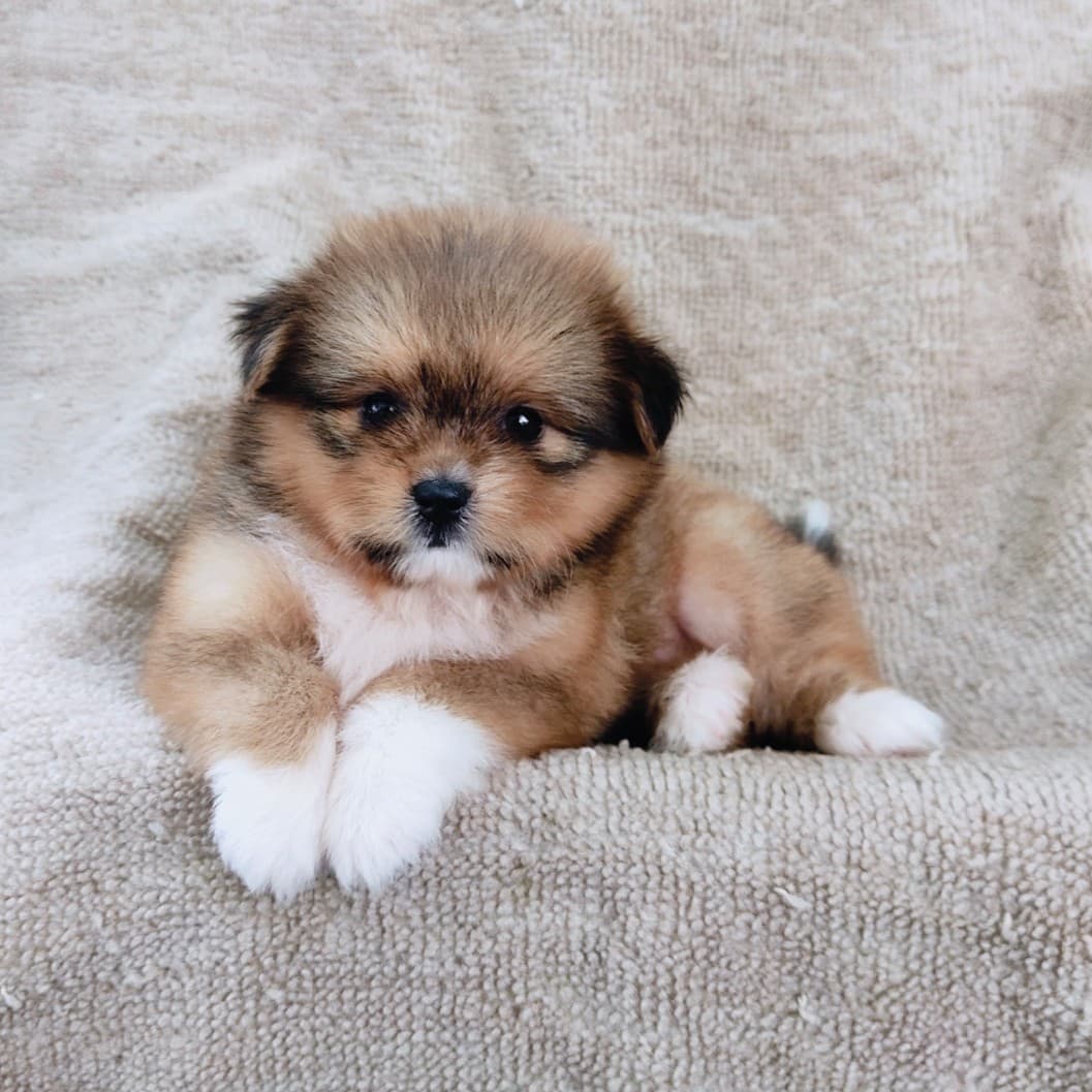 ชิสุผสมปอม4500.- เก็บปลายทาง มีปะกันสุขภาพline::happyshihtzu4289