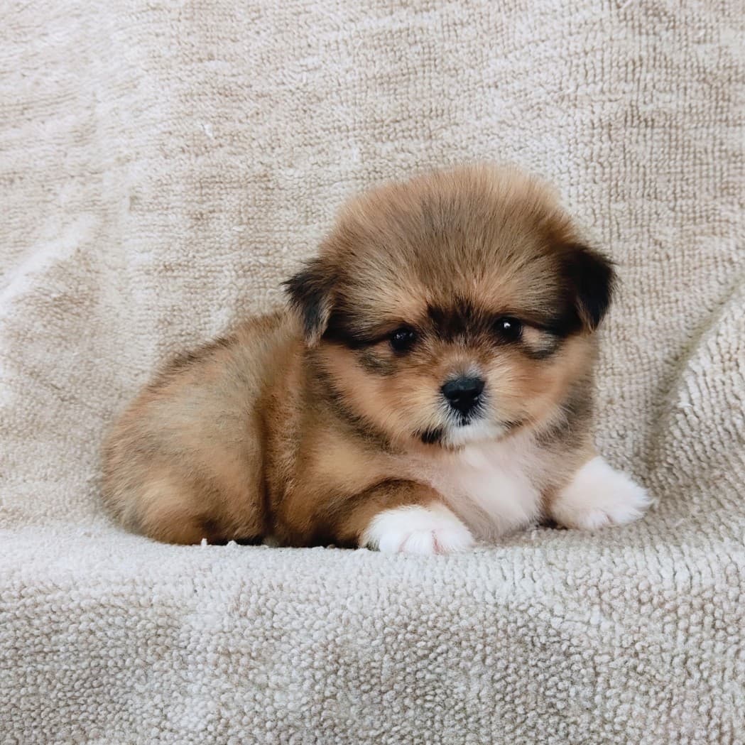 ชิสุผสมปอม4500.- เก็บปลายทาง มีปะกันสุขภาพline::happyshihtzu4289