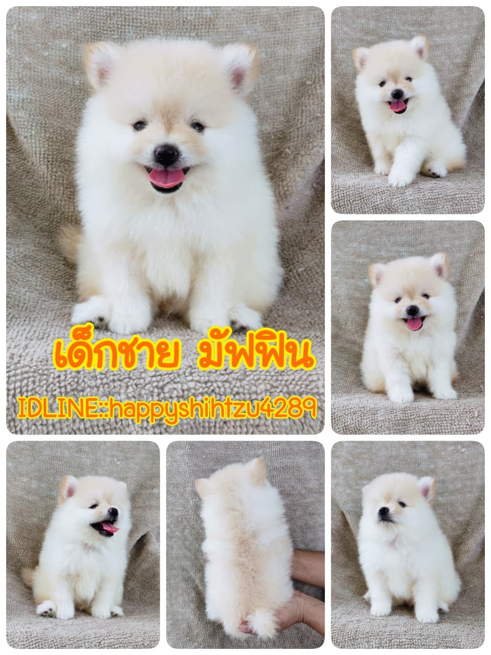 ปอมแท้6900.-มีเก็บปลายทาง มีปะกันสุขภาพ เทสลำไส้ก่อนส่งline::happyshihtzu4289