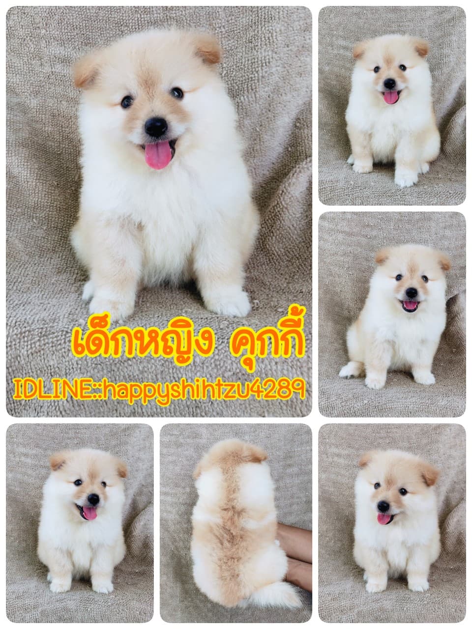 ปอมแท้5900.-มีเก็บปลายทาง มีปะกันสุขภาพ เทสลำไส้ก่อนส่งline::happyshihtzu4289
