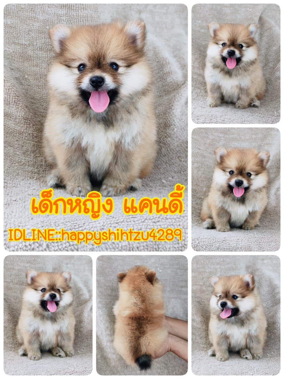 ปอมแท้6900.-มีเก็บปลายทาง มีปะกันสุขภาพ เทสลำไส้ก่อนส่งline::happyshihtzu4289