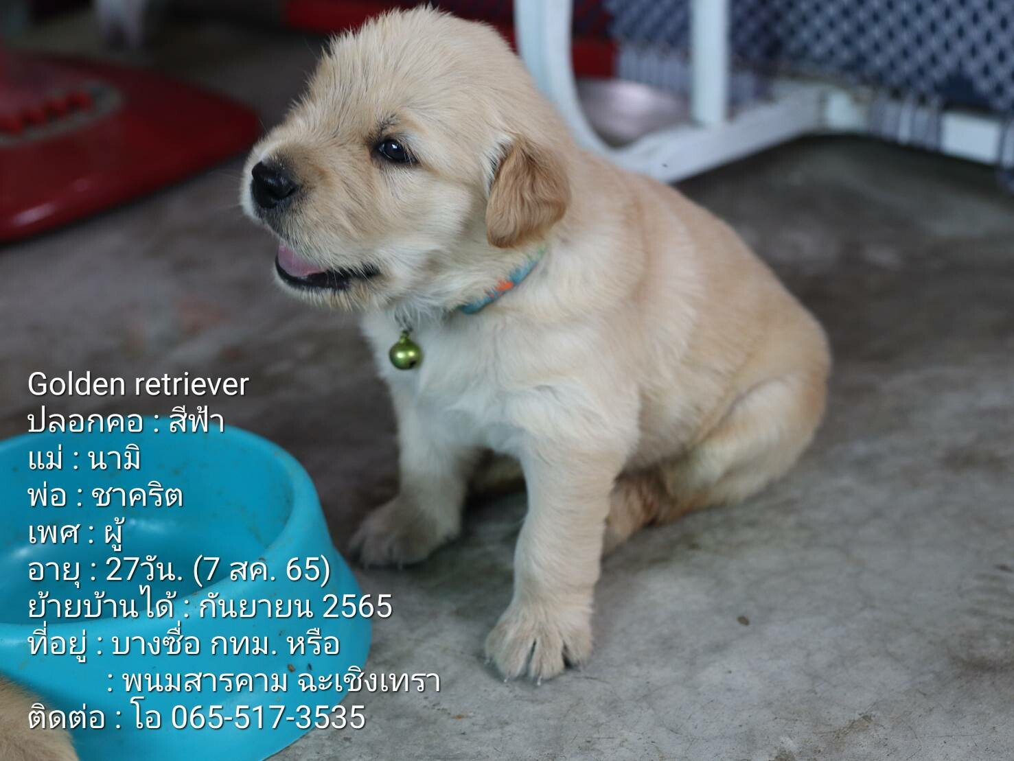 ขายลูกสุนัขพันธุ์โกลเด้นรีทรีฟเวอร์