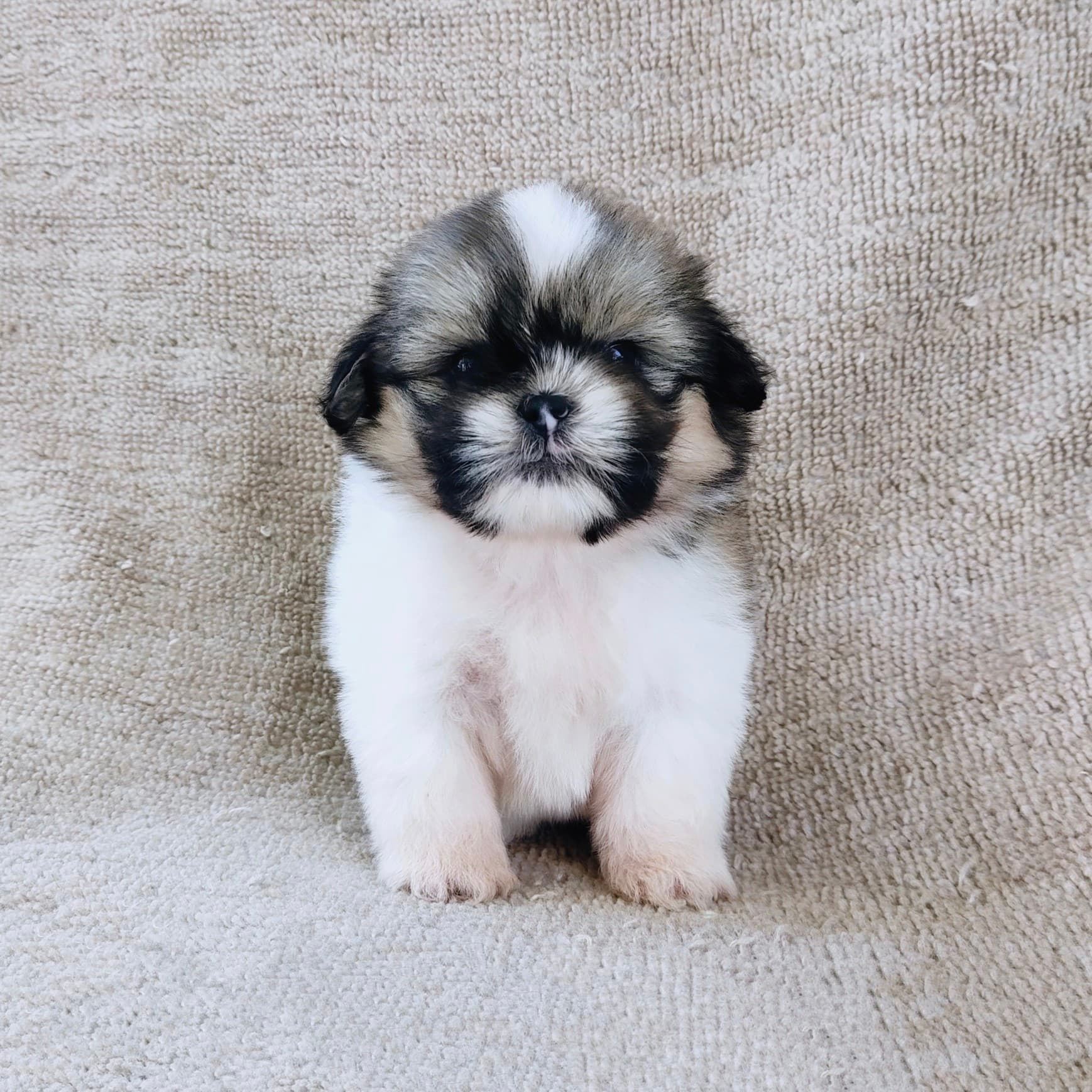 ชิสุแท้5000.-เก็บปลายทาง มีปะกันสุขภาพ เทสลำไส้ก่อนส่งline::happyshihtzu4289