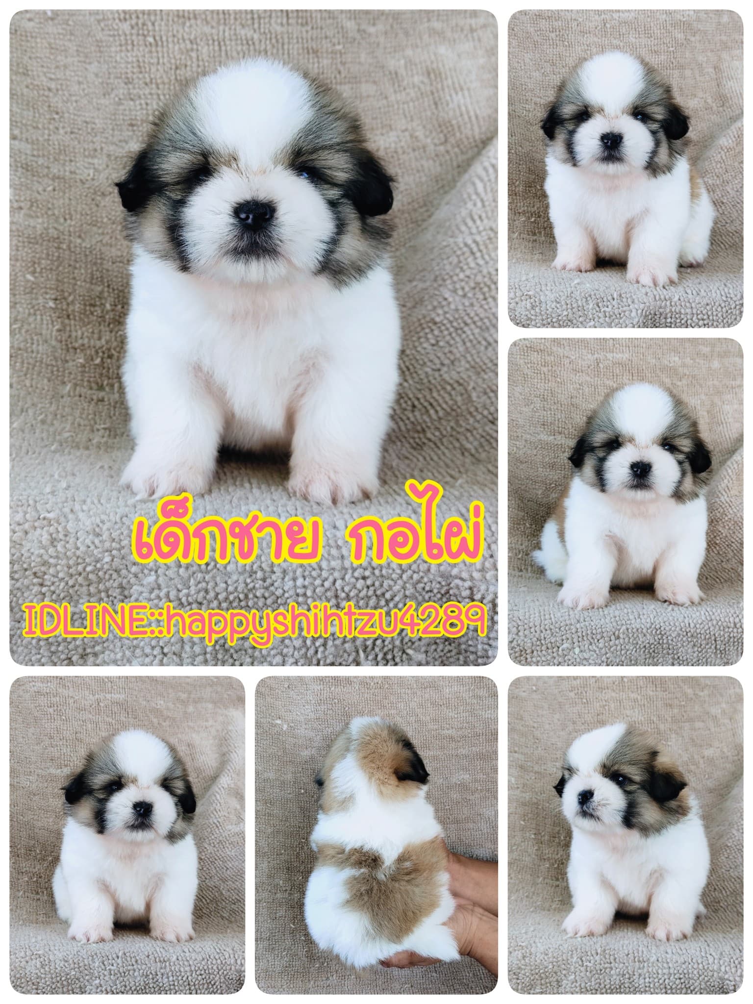 ชิสุแท้5000.-เก็บปลายทาง มีปะกันสุขภาพ เทสลำไส้ก่อนส่งline::happyshihtzu4289