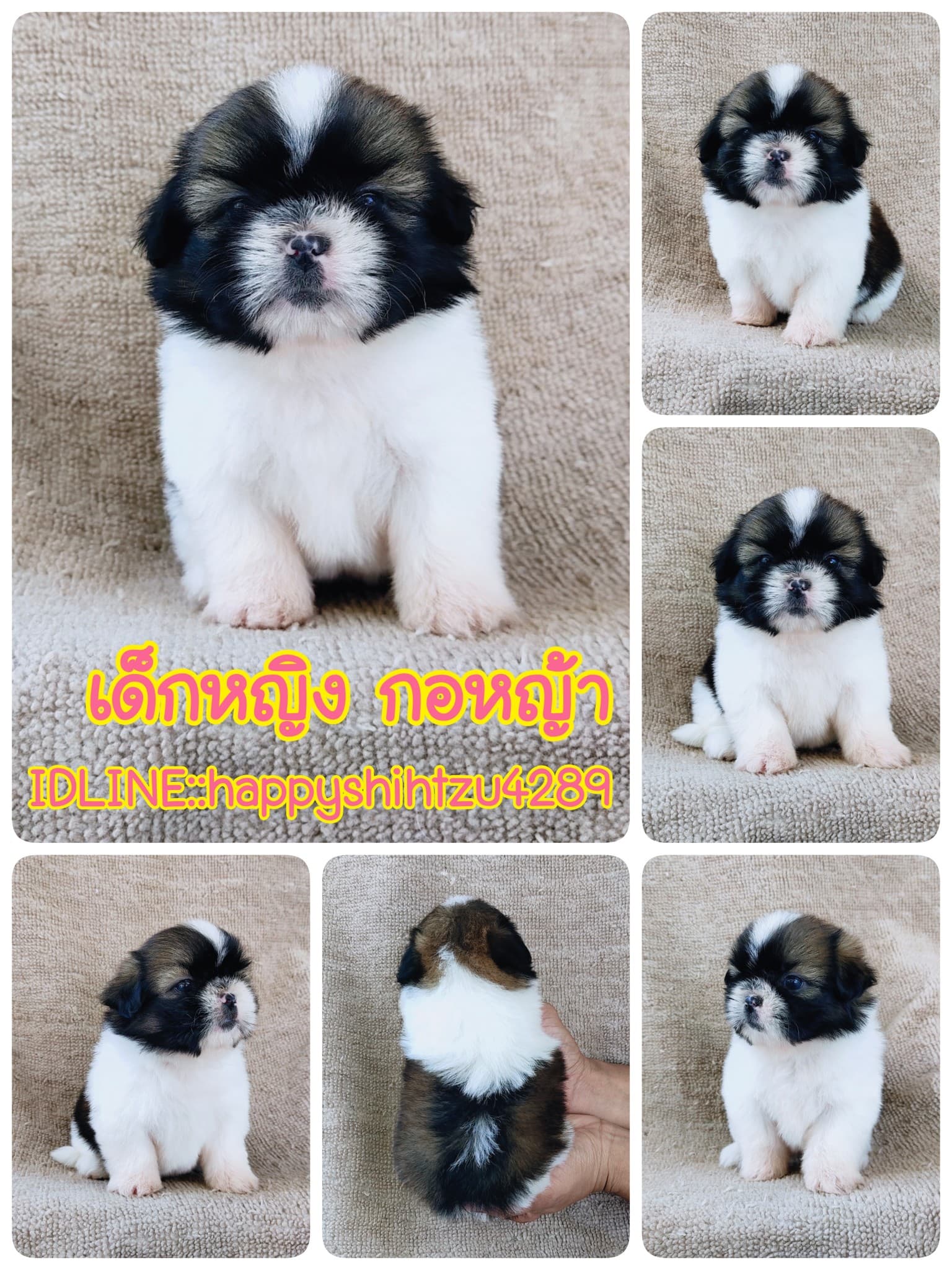 ชิสุแท้5000.-เก็บปลายทาง มีปะกันสุขภาพ เทสลำไส้ก่อนส่งline::happyshihtzu4289