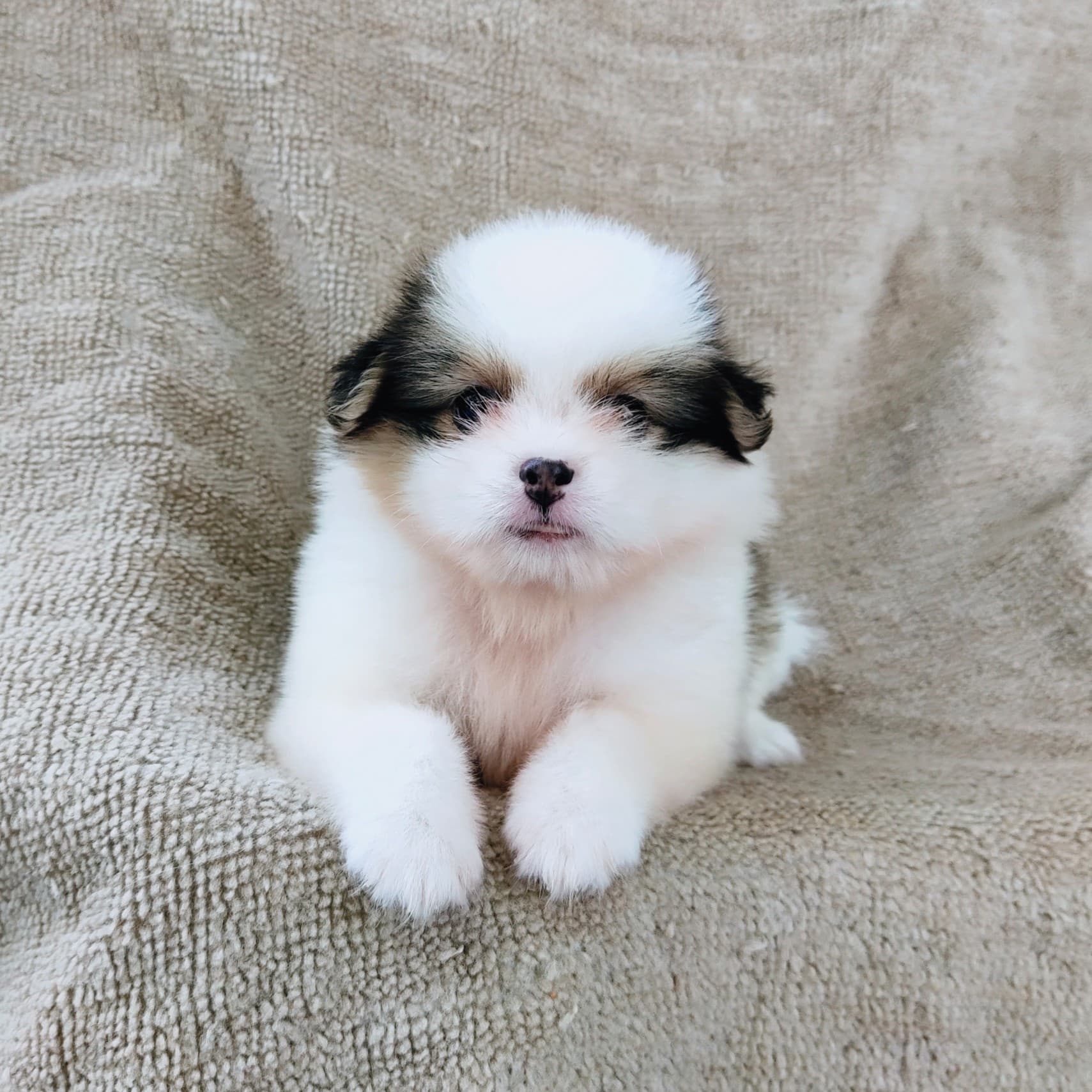 ชิสุผสมปอม4500.- เก็บปลายทาง มีปะกันสุขภาพline::happyshihtzu4289