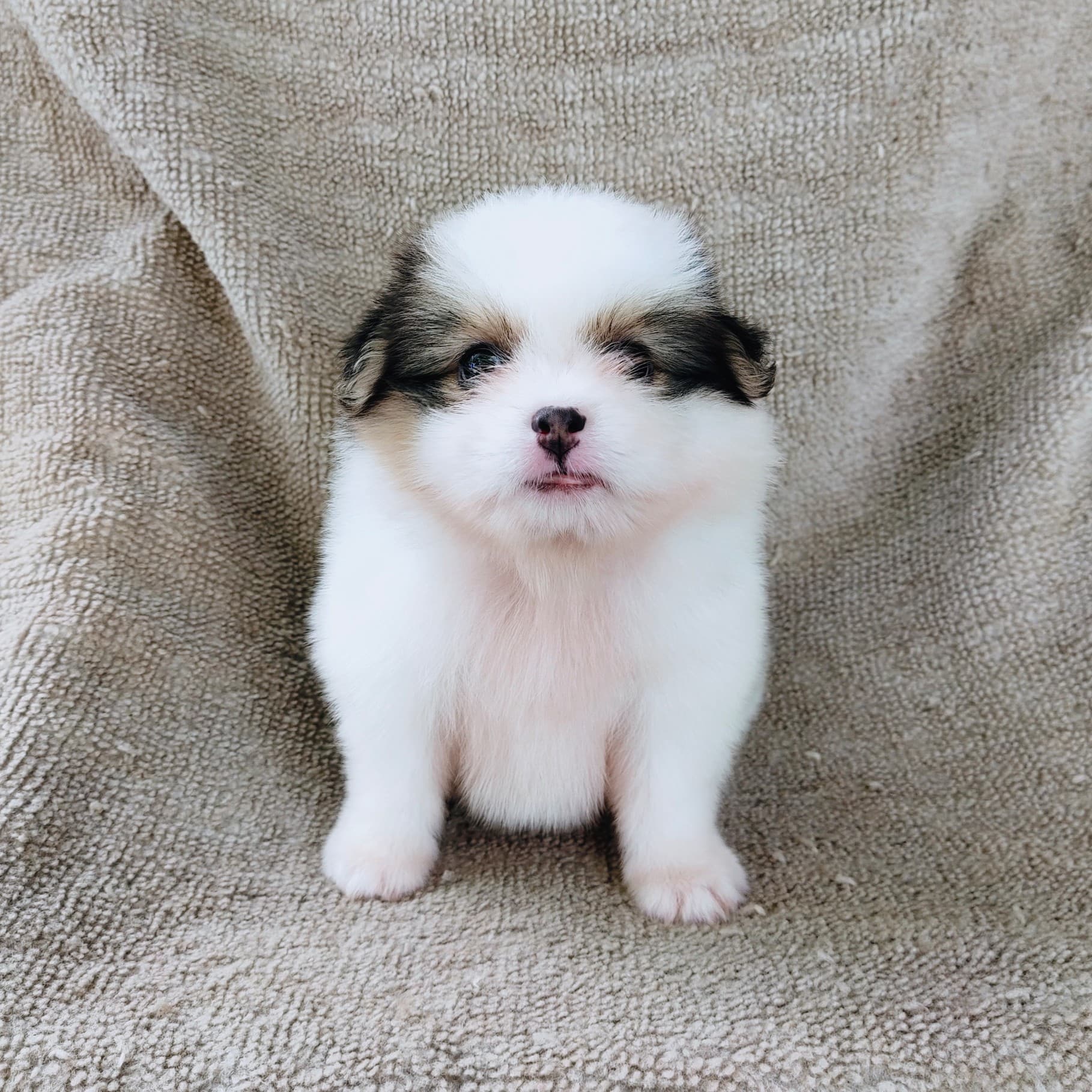 ชิสุผสมปอม4500.- เก็บปลายทาง มีปะกันสุขภาพline::happyshihtzu4289