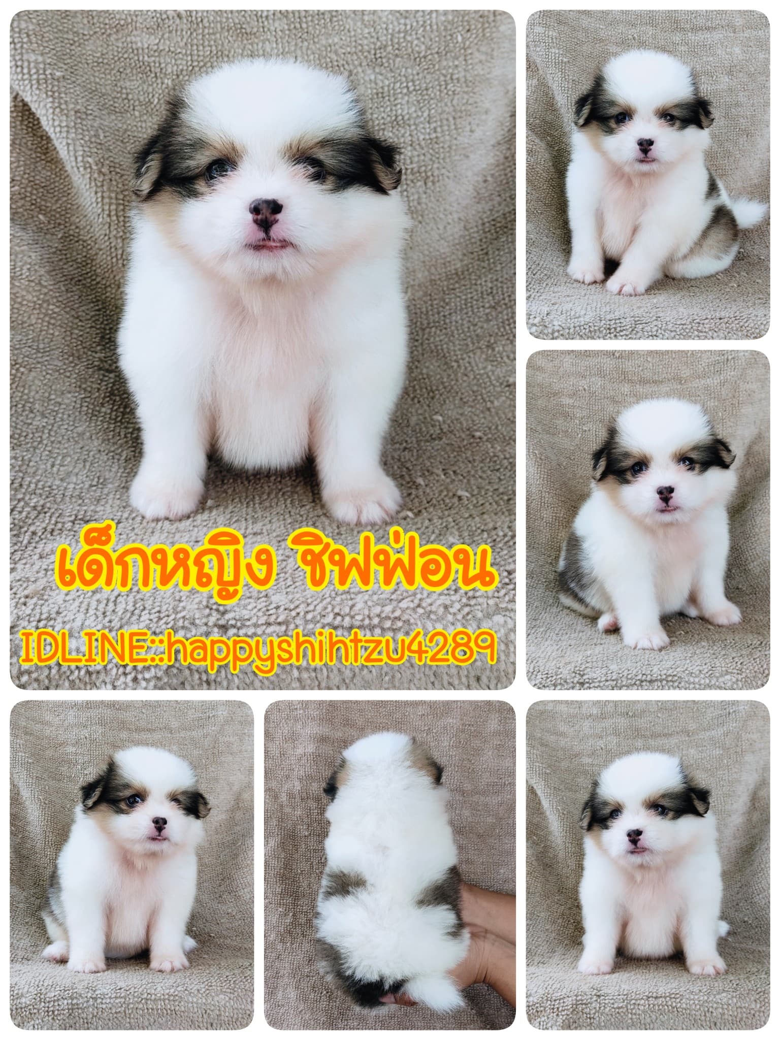 ชิสุผสมปอม4500.- เก็บปลายทาง มีปะกันสุขภาพline::happyshihtzu4289