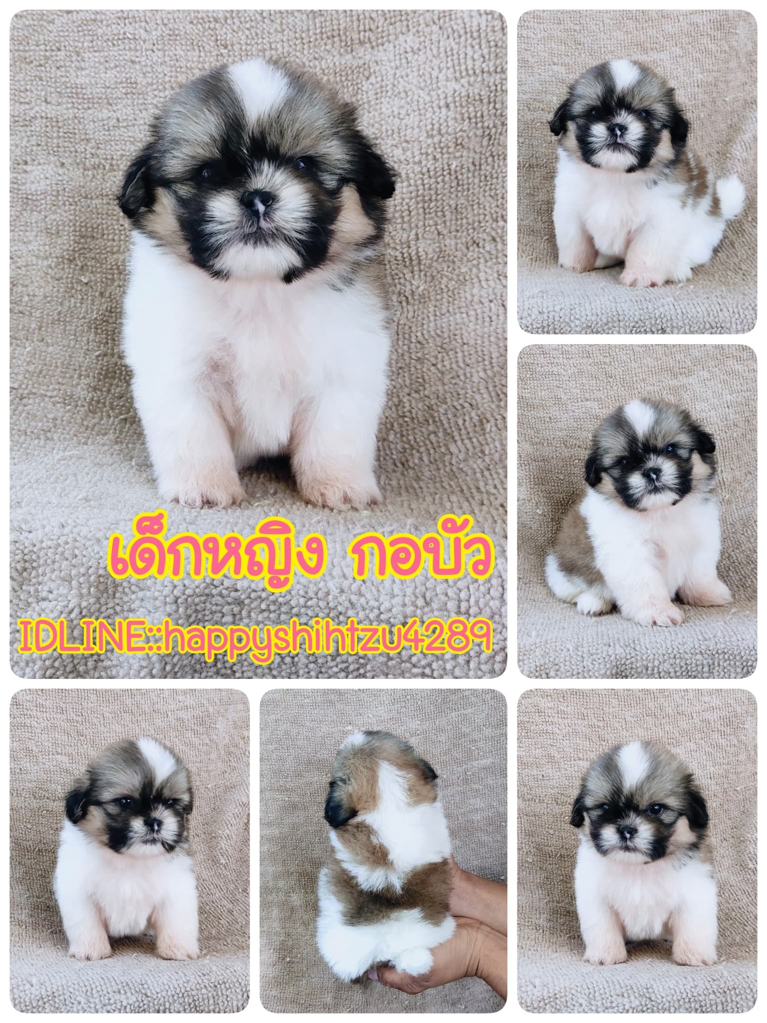 ชิสุแท้5000.-เก็บปลายทาง มีปะกันสุขภาพ เทสลำไส้ก่อนส่งline::happyshihtzu4289