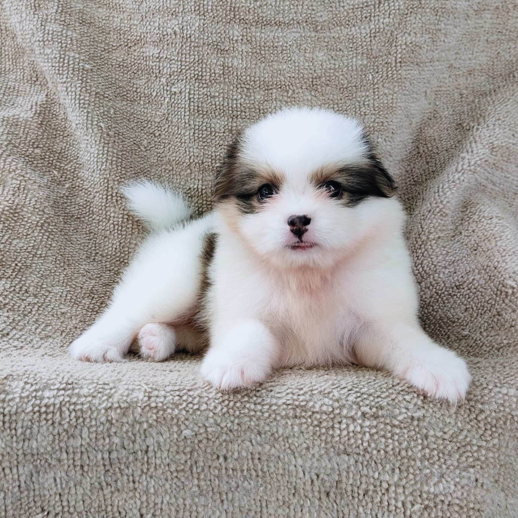 ชิสุผสมปอม4500.- เก็บปลายทาง มีปะกันสุขภาพline::happyshihtzu4289
