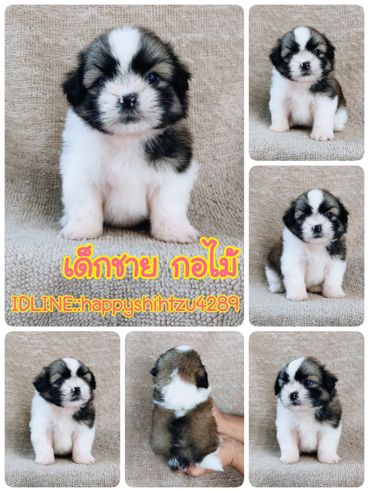 ชิสุแท้5000.-เก็บปลายทาง มีปะกันสุขภาพ เทสลำไส้ก่อนส่งline::happyshihtzu4289