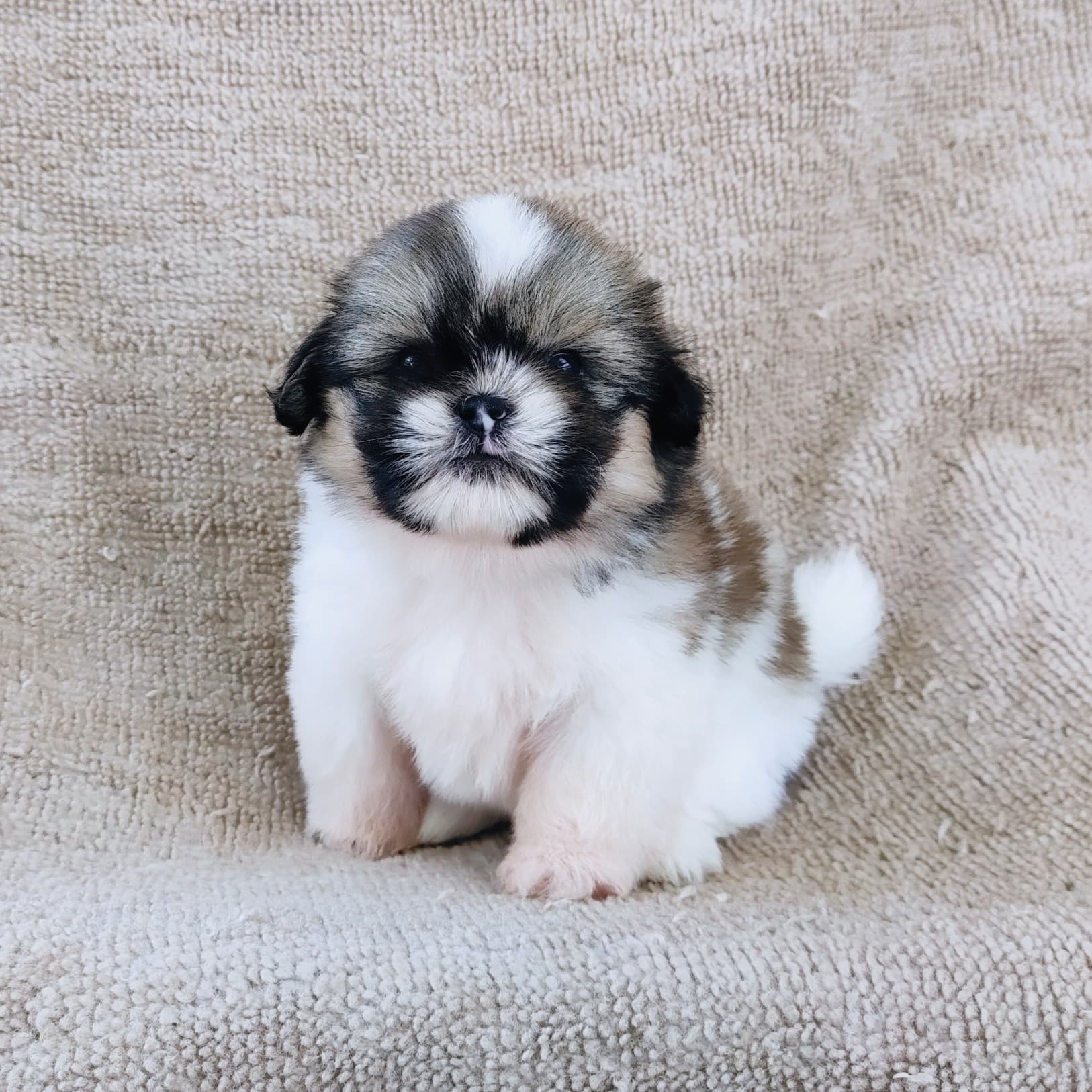 ชิสุแท้5000.-เก็บปลายทาง มีปะกันสุขภาพ เทสลำไส้ก่อนส่งline::happyshihtzu4289