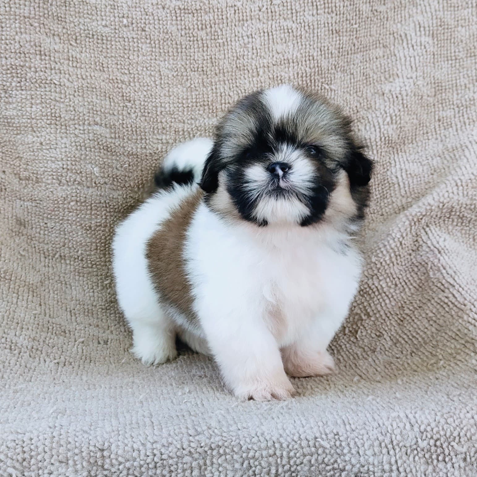 ชิสุแท้5000.-เก็บปลายทาง มีปะกันสุขภาพ เทสลำไส้ก่อนส่งline::happyshihtzu4289