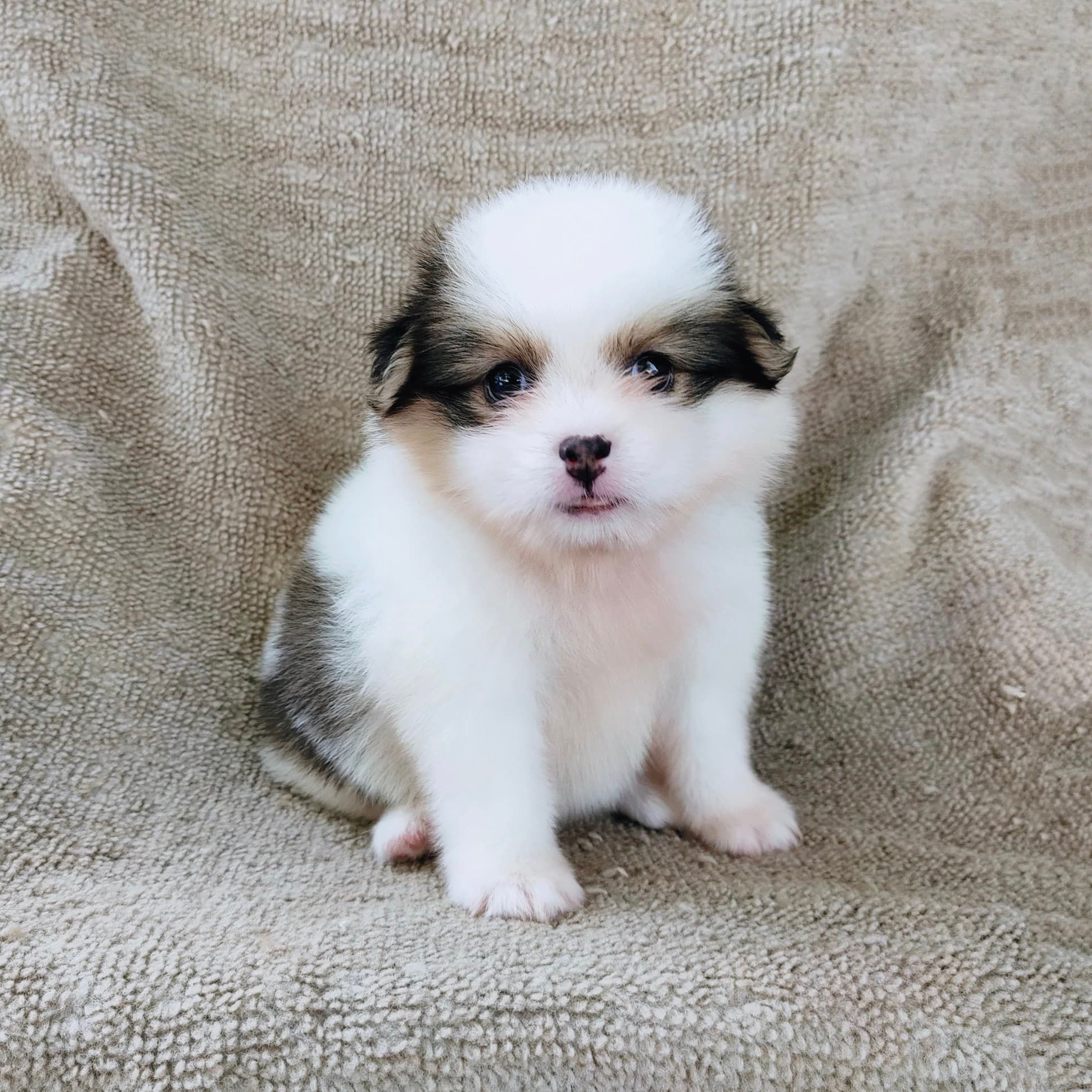 ชิสุผสมปอม4500.- เก็บปลายทาง มีปะกันสุขภาพline::happyshihtzu4289