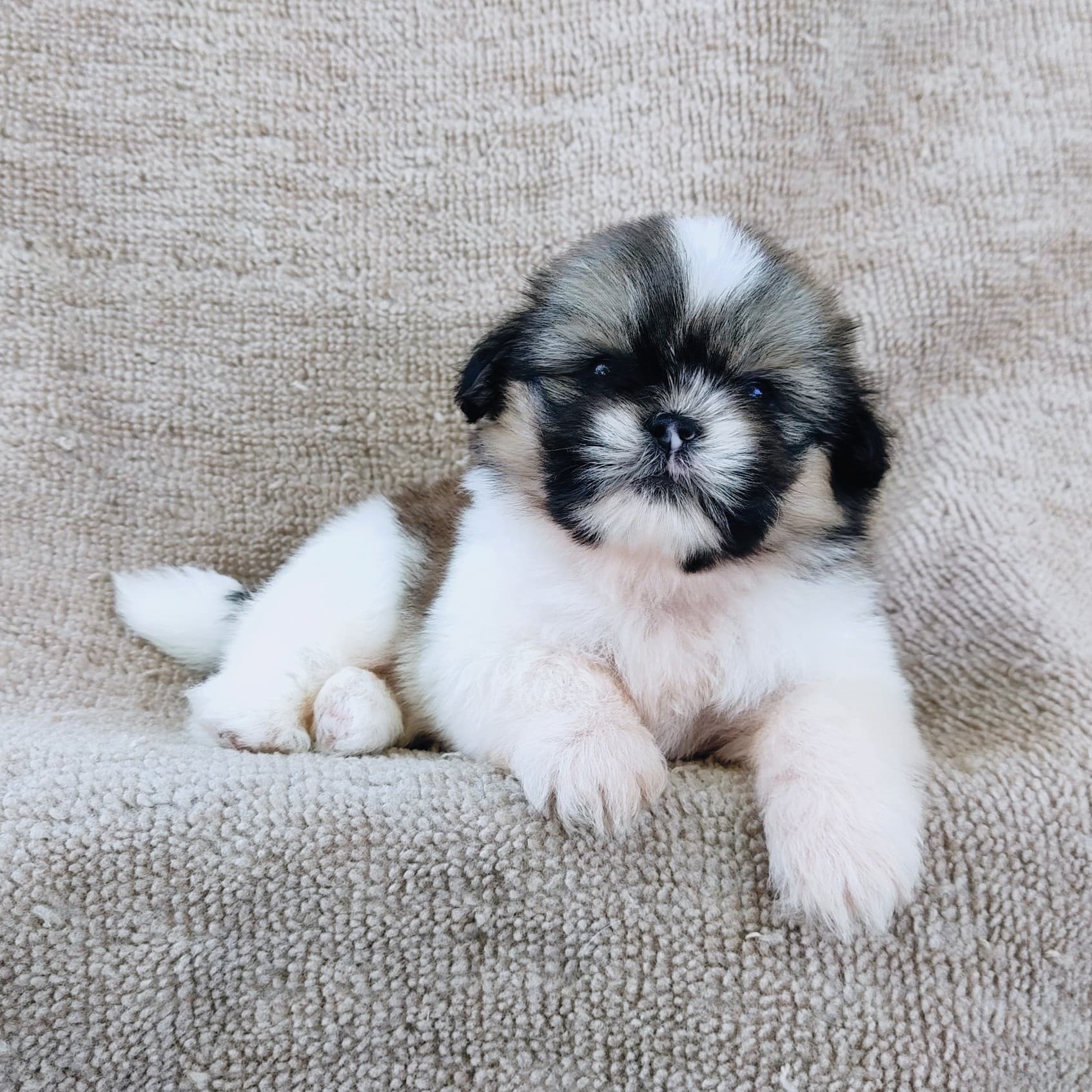 ชิสุแท้5000.-เก็บปลายทาง มีปะกันสุขภาพ เทสลำไส้ก่อนส่งline::happyshihtzu4289