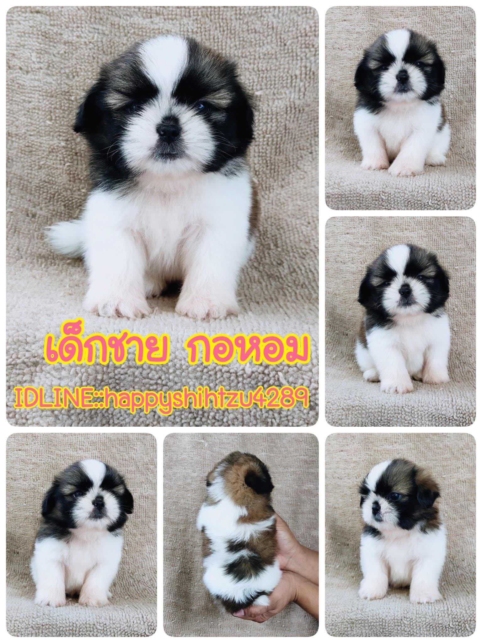 ชิสุแท้5000.-เก็บปลายทาง มีปะกันสุขภาพ เทสลำไส้ก่อนส่งline::happyshihtzu4289