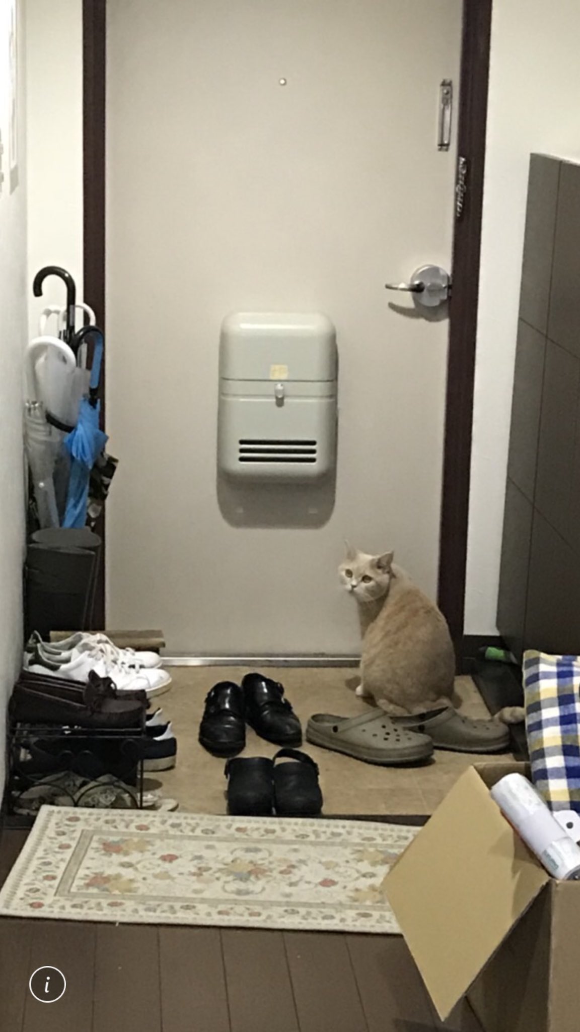 ทาสแมวน้ำตาคลอ หลังเห็นน้องแมวเฝ้ารอเจ้าของ ตรงหน้าประตูทั้งวัน