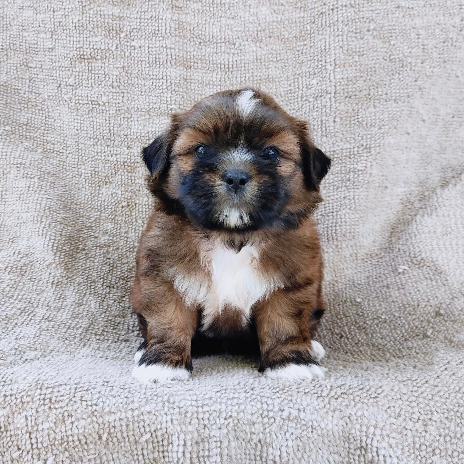ชิสุผสมปอม4500.- เก็บปลายทาง มีปะกันสุขภาพline::happyshihtzu4289