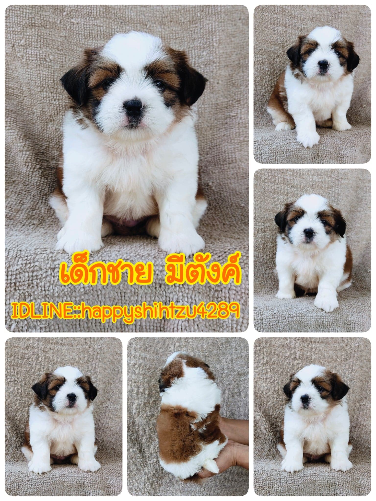 ชิสุผสมปอม4500.- เก็บปลายทาง มีปะกันสุขภาพline::happyshihtzu4289