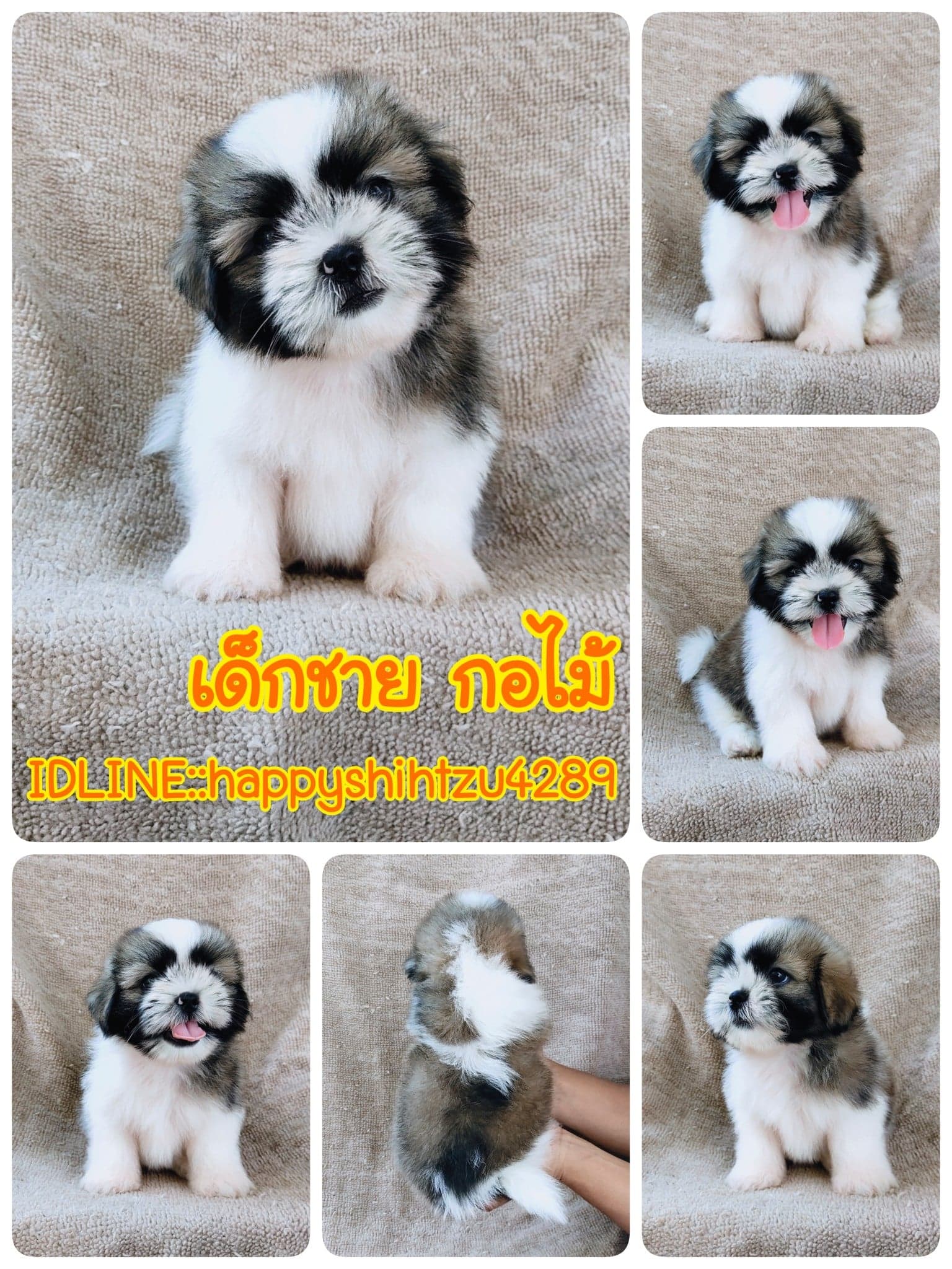 ชิสุแท้5000.-เก็บปลายทาง มีปะกันสุขภาพ เทสลำไส้ก่อนส่งline::happyshihtzu4289