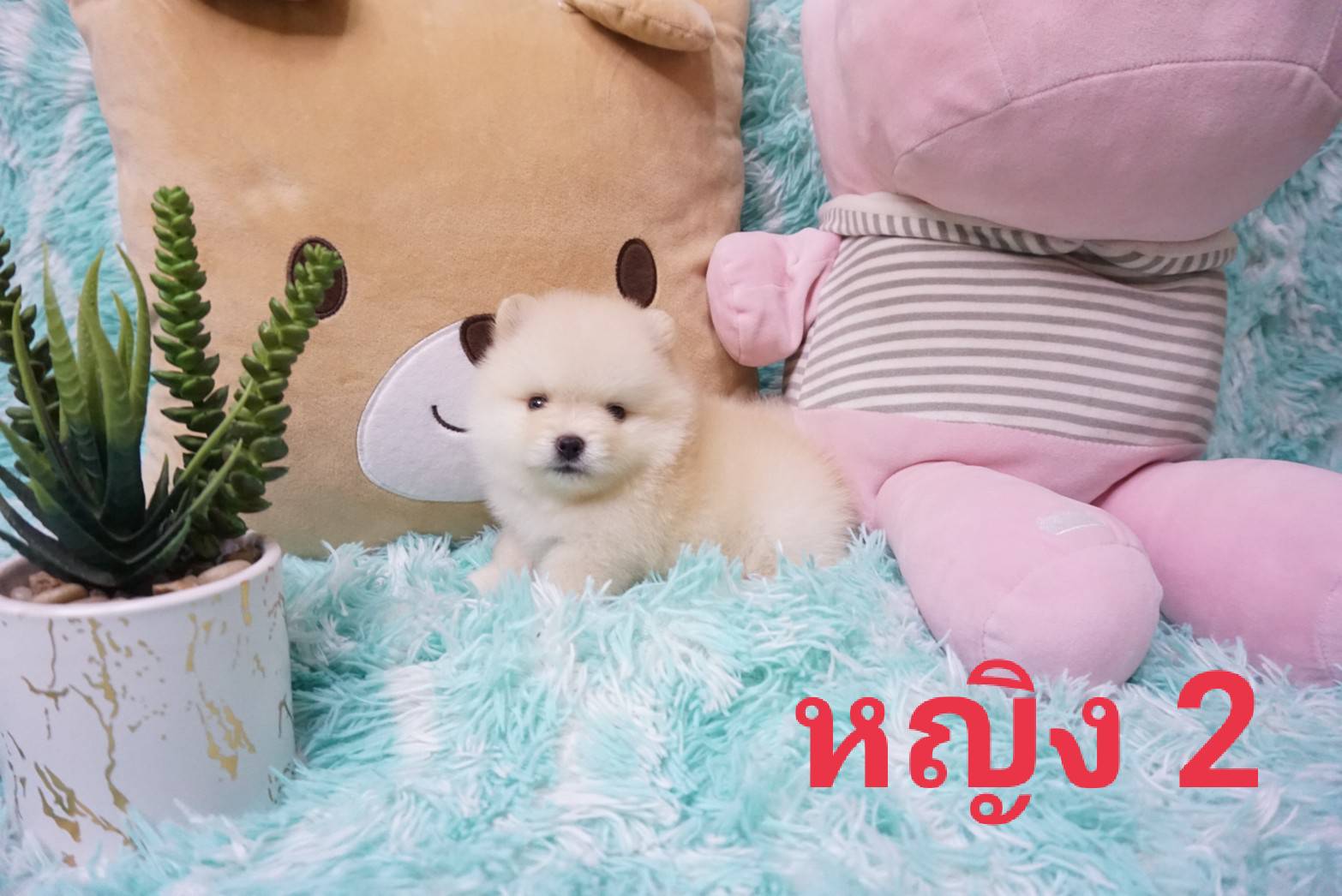 ปอม ชาย 1 หญิง 3