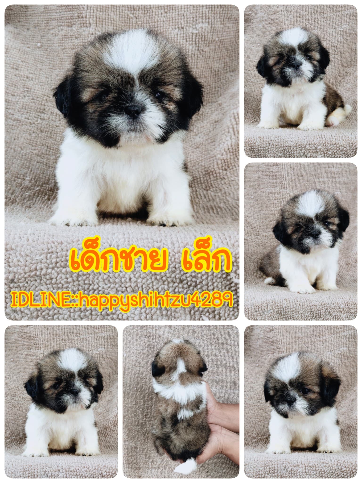 ชิสุแท้5000.-เก็บปลายทาง มีปะกันสุขภาพ เทสลำไส้ก่อนส่งline::happyshihtzu4289