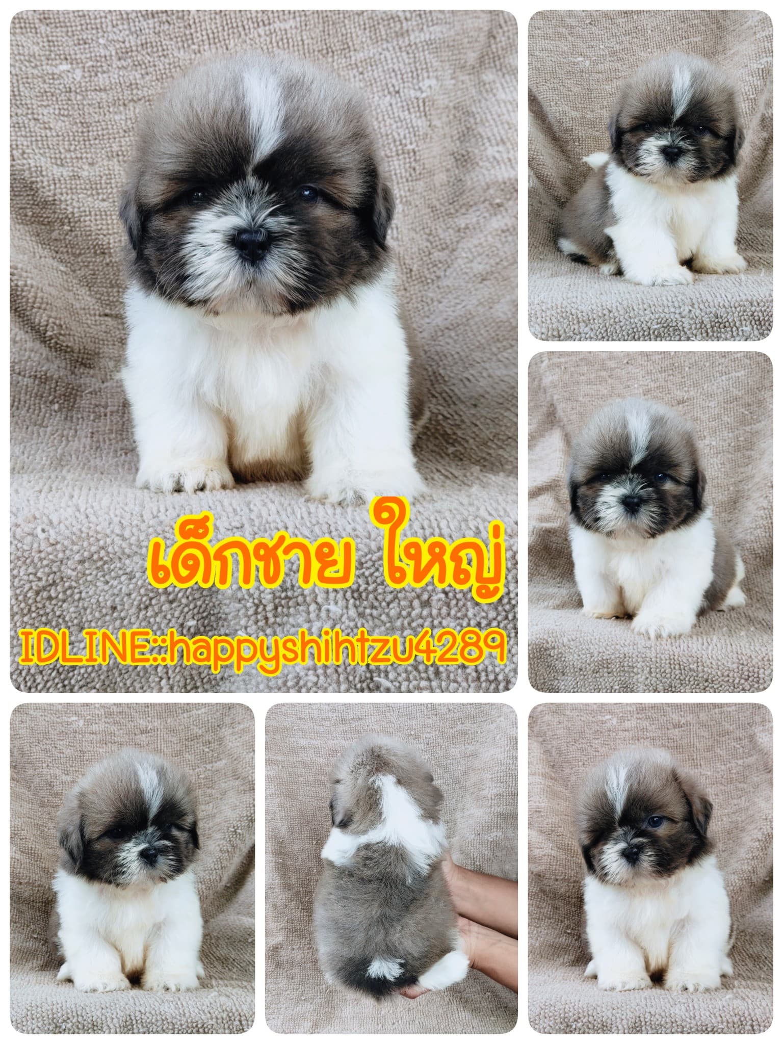 ชิสุแท้5000.-ตาเทาเก็บปลายทางมีปะกันสุขภาพ เทสลำไส้ก่อนส่งline::happyshihtzu4289