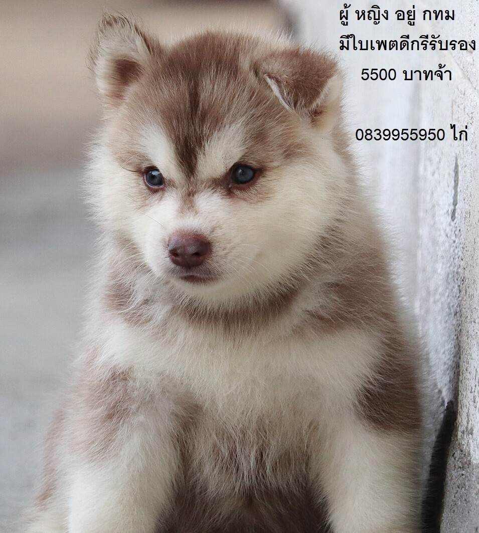 ขาย ไซบีเรียน ฮัสกี้,  กทม  มารับเองลดได้ครับ มีใบเพตดีกีรับลอง  ขาย หมาไซบีเรีย