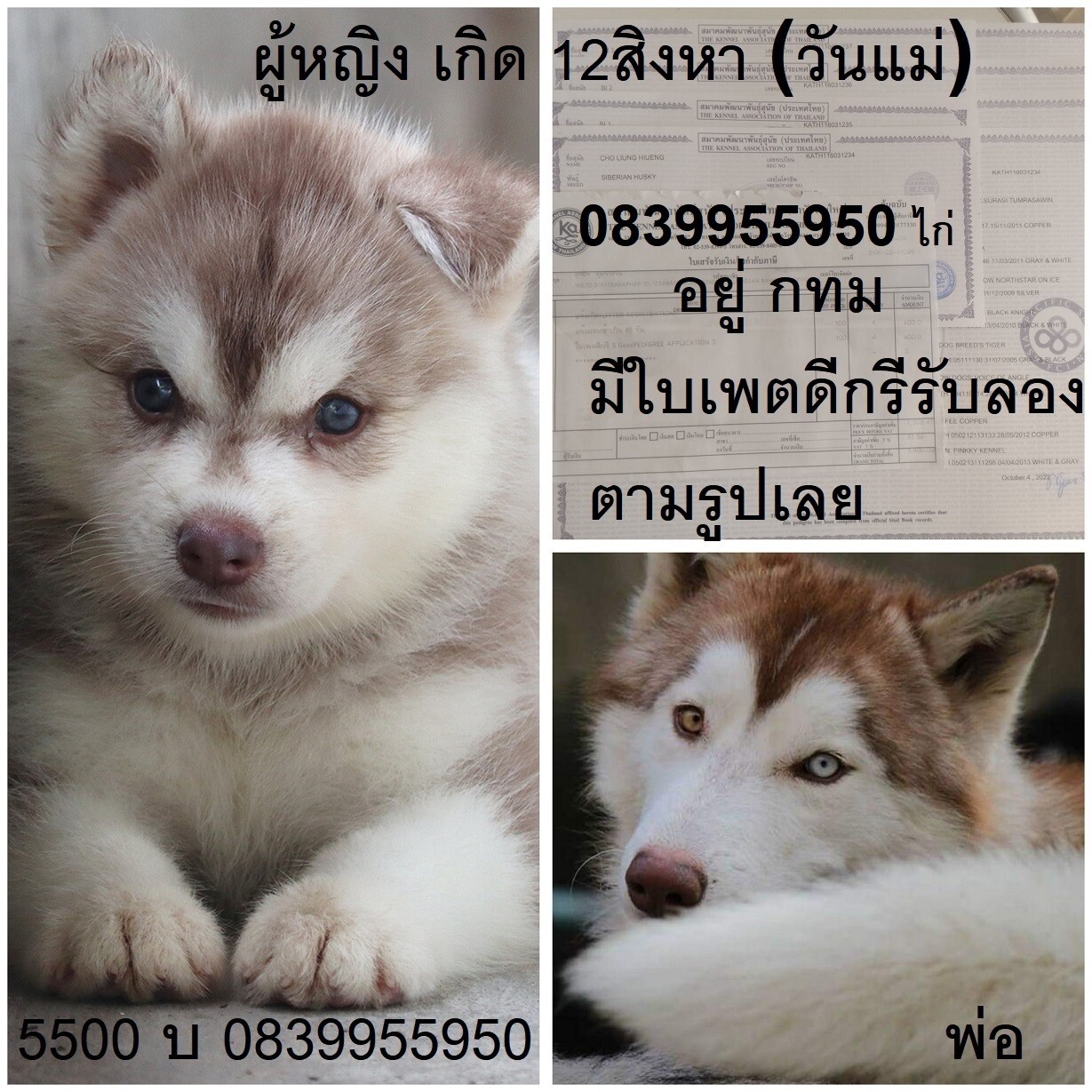 ขาย ไซบีเรียน ฮัสกี้,  กทม  มารับเองลดได้ครับ มีใบเพตดีกีรับลอง  ขาย หมาไซบีเรีย