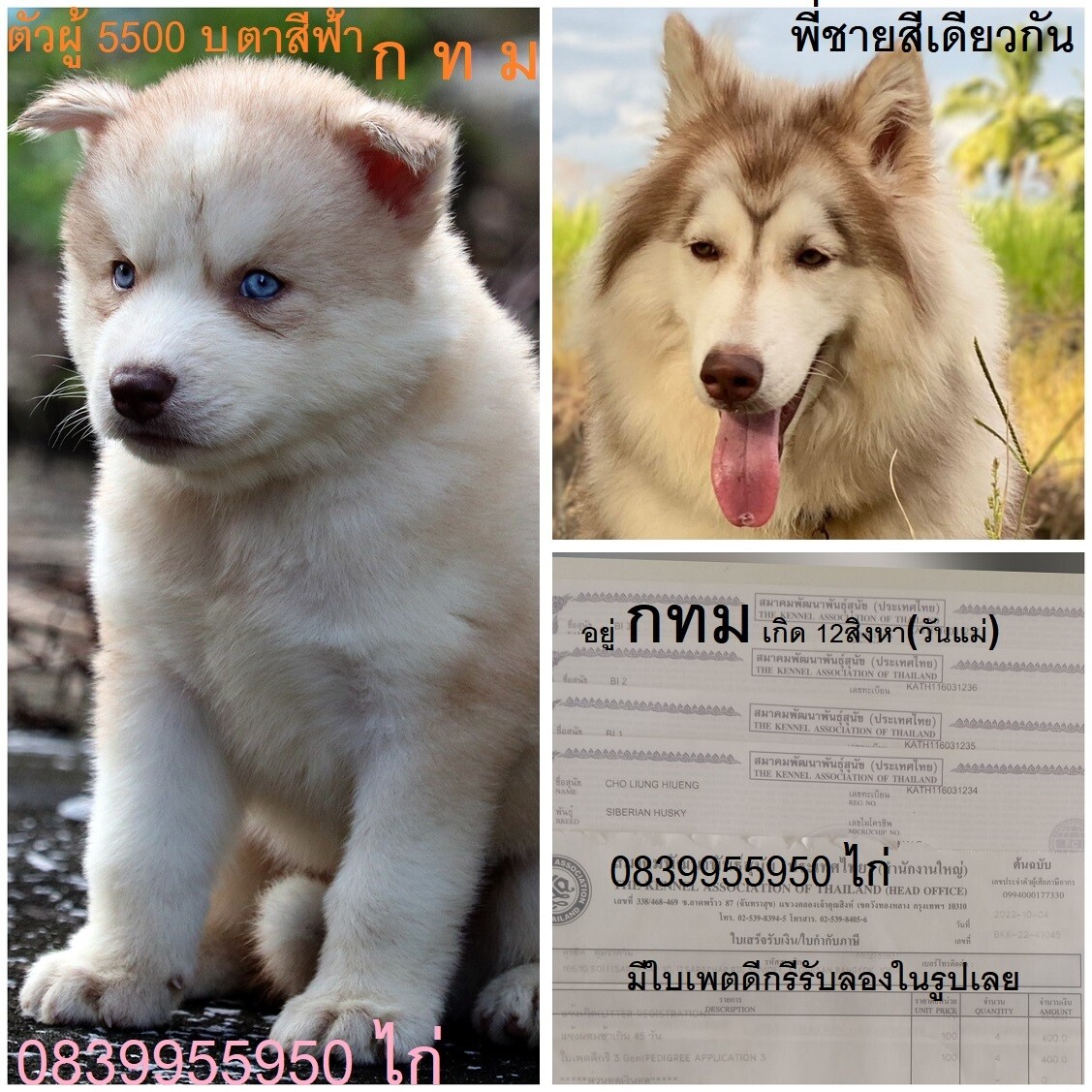 ขาย ไซบีเรียน ฮัสกี้,  กทม  มารับเองลดได้ครับ มีใบเพตดีกีรับลอง  ขาย หมาไซบีเรีย