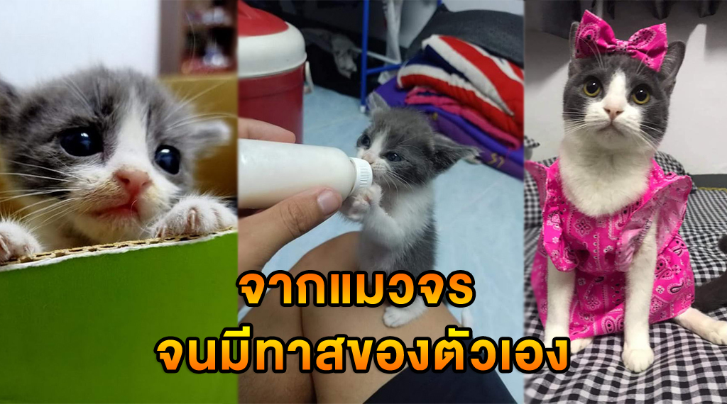 จากแมวจร สู่การมีทาสของตัวเอง