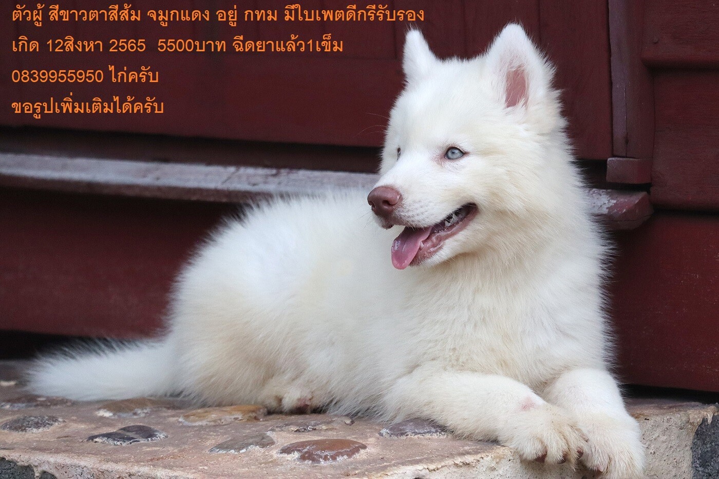 ขาย ไซบีเรียน ฮัสกี้,  กทม  มารับเองลดได้ครับ มีใบเพตดีกีรับลอง ขาย หมาไซบีเรียน