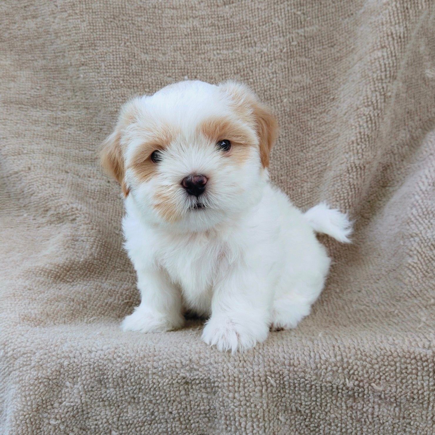 ชิสุแท้6500.-เก็บปลายทาง มีปะกันสุขภาพ เทสลำไส้ก่อนส่งline::happyshihtzu4289