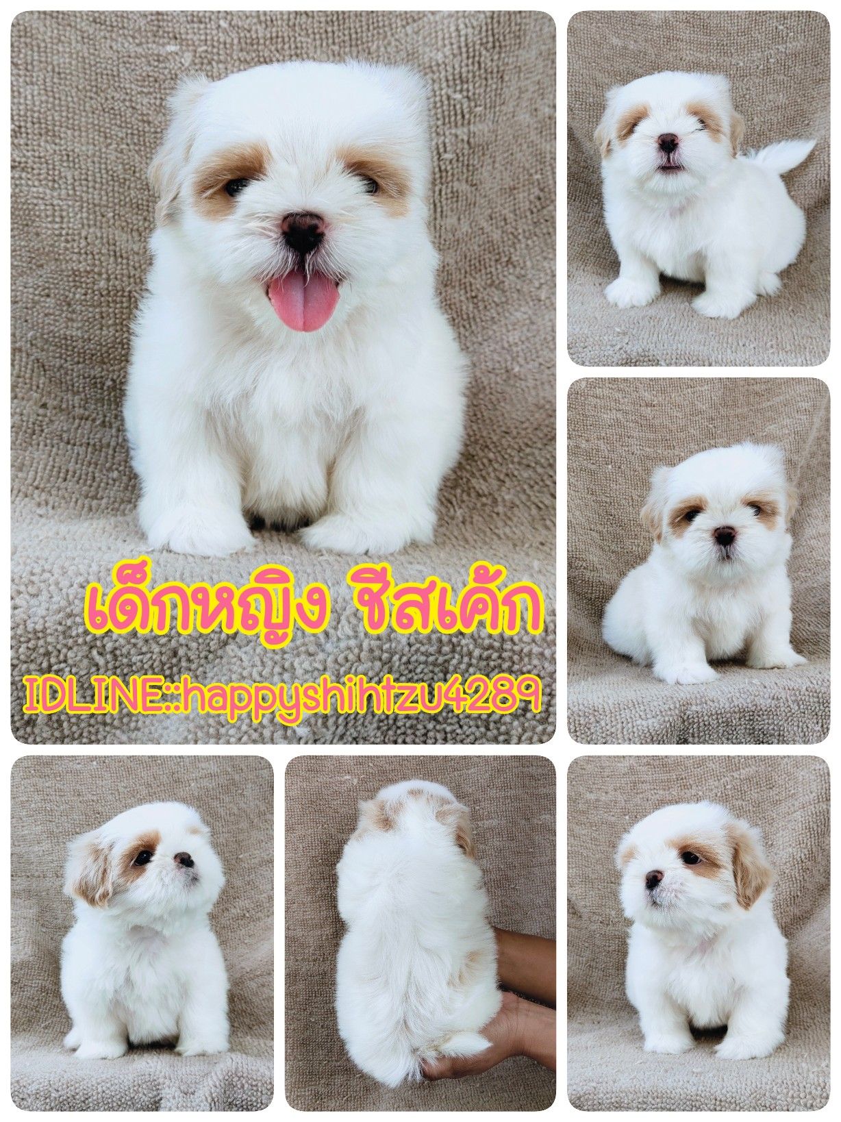 ชิสุแท้ขาวครีม6500.-เก็บปลายทางมีปะกันสุขภาพเทสลำไส้ก่อนส่งline:happyshihtzu4289