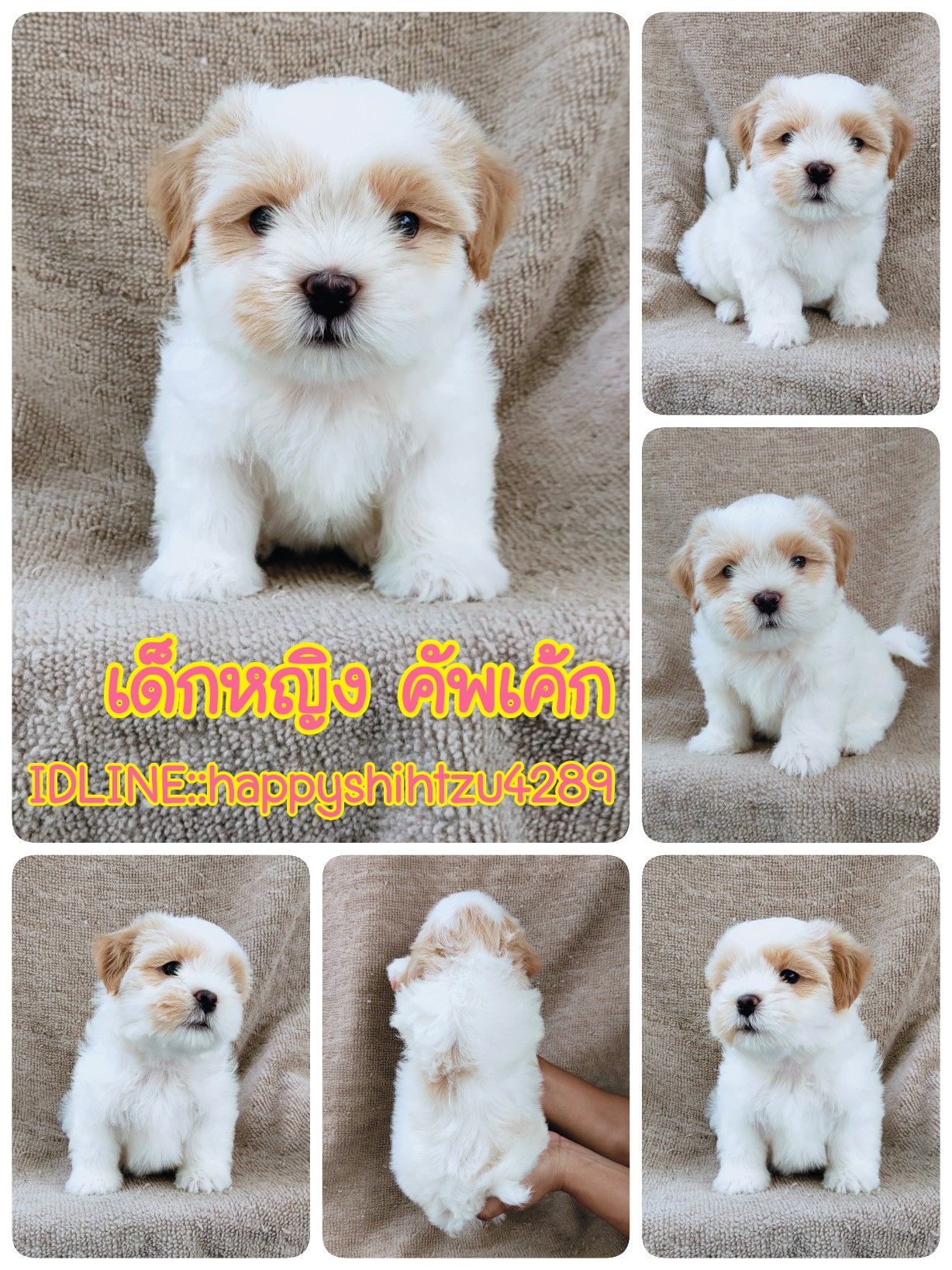 ชิสุแท้6500.-เก็บปลายทาง มีปะกันสุขภาพ เทสลำไส้ก่อนส่งline::happyshihtzu4289